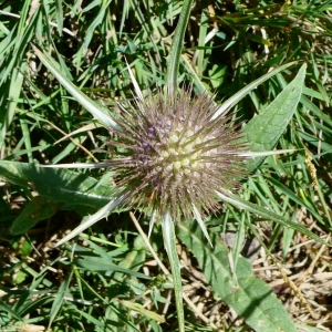 Photographie n°2226298 du taxon Dipsacus fullonum L. [1753]