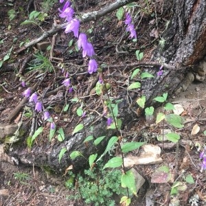 Photographie n°2226336 du taxon Campanula rapunculoides L. [1753]