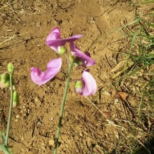 Photographie n°2226337 du taxon Lathyrus odoratus L. [1753]