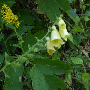 Photographie n°2226345 du taxon Digitalis grandiflora Mill. [1768]