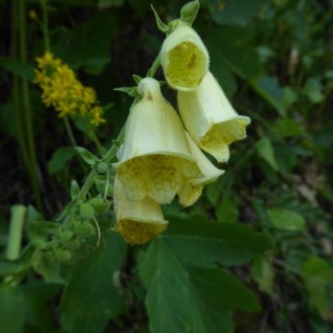 Photographie n°2226346 du taxon Digitalis grandiflora Mill. [1768]