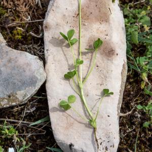 Photographie n°2226353 du taxon Trifolium nigrescens Viv. [1808]