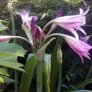 Photographie n°2226357 du taxon Amaryllis belladonna L. [1753]