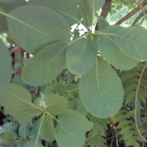 Photographie n°2226363 du taxon Cotinus coggygria Scop. [1771]