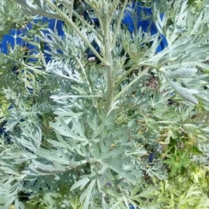 Photographie n°2226364 du taxon Artemisia absinthium L. [1753]