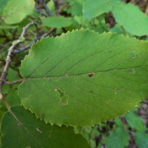 Photographie n°2226375 du taxon Viburnum lantana L. [1753]