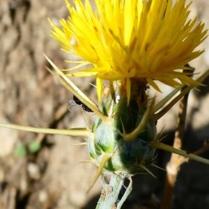 Photographie n°2226397 du taxon Centaurea solstitialis L. [1753]