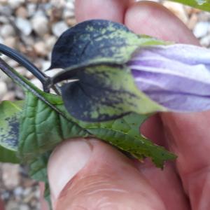 Photographie n°2226427 du taxon Nicandra physalodes (L.) Gaertn. [1791]