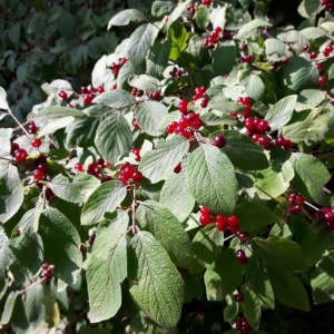 Photographie n°2226434 du taxon Lonicera xylosteum L. [1753]