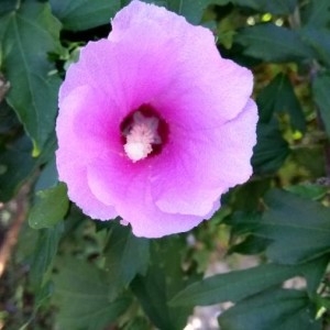 Photographie n°2226441 du taxon Hibiscus syriacus L. [1753]