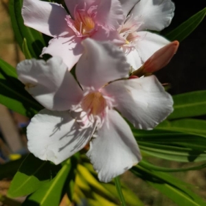 Photographie n°2226484 du taxon Nerium oleander L. [1753]