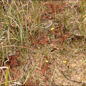 Photographie n°2226555 du taxon Drosera longifolia L. [1753]