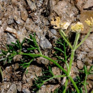 Photographie n°2226559 du taxon Myrrhis odorata (L.) Scop. [1771]