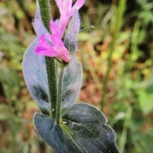 Photographie n°2226574 du taxon Epilobium hirsutum L. [1753]