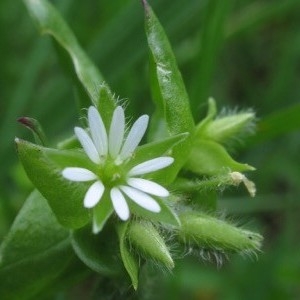 Photographie n°2226687 du taxon Stellaria media (L.) Vill. [1789]