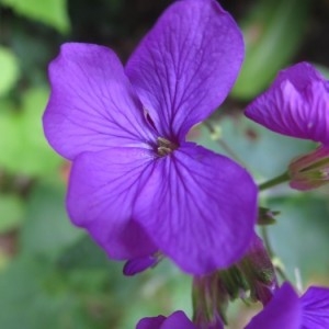 Photographie n°2226690 du taxon Lunaria annua L. [1753]