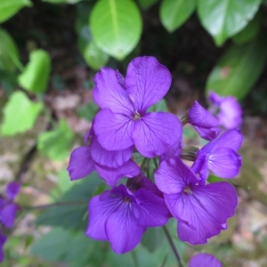 Photographie n°2226692 du taxon Lunaria annua L. [1753]