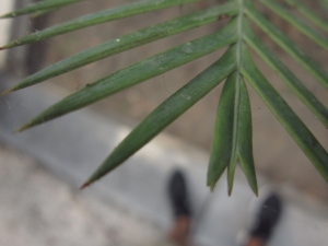 La Spada Arturo, le  9 août 2018 (Catania (Orto botanico))