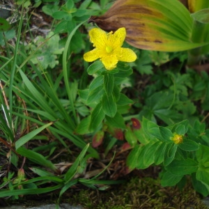 Photographie n°2226752 du taxon Hypericum richeri Vill. [1779]