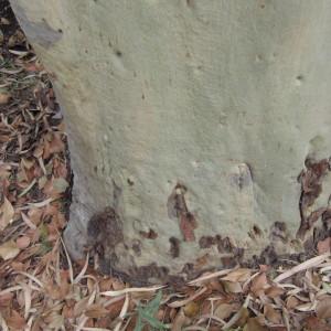 Photographie n°2226789 du taxon Eucalyptus citriodora Hook.