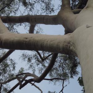  - Eucalyptus citriodora Hook.