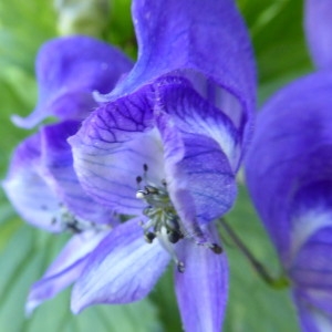 Photographie n°2226802 du taxon Aconitum variegatum L. [1753]