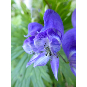 Aconitum variegatum L. (Aconit panaché)