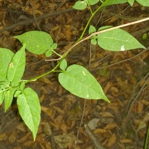 Photographie n°2226807 du taxon Solanum dulcamara L. [1753]