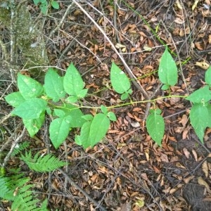 Photographie n°2226808 du taxon Solanum dulcamara L. [1753]