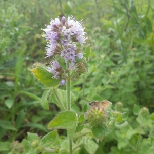 Photographie n°2226814 du taxon Mentha aquatica L. [1753]