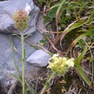 Photographie n°2226818 du taxon Sideritis hyssopifolia L. [1753]