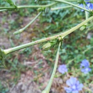 Photographie n°2226829 du taxon Cichorium intybus L. [1753]