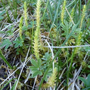 Photographie n°2226842 du taxon Selaginella selaginoides (L.) P.Beauv. ex Schrank & Mart. [1829]