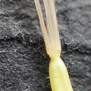 Photographie n°2226863 du taxon Picris hieracioides subsp. hieracioides 