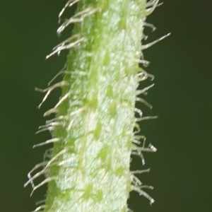 Photographie n°2226868 du taxon Picris hieracioides subsp. hieracioides 