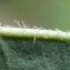  Liliane Roubaudi - Picris hieracioides subsp. hieracioides 