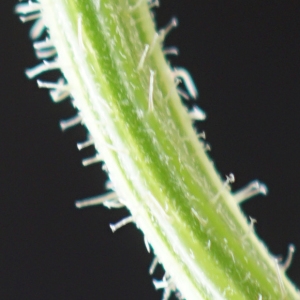 Photographie n°2226881 du taxon Picris hieracioides subsp. hieracioides 