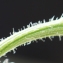  Liliane Roubaudi - Picris hieracioides subsp. hieracioides 
