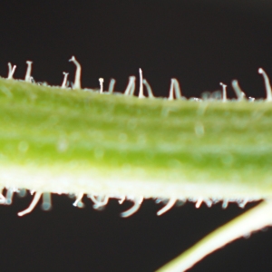 Photographie n°2226883 du taxon Picris hieracioides subsp. hieracioides 