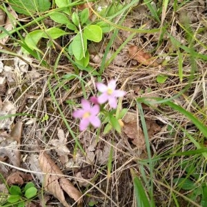 Photographie n°2226896 du taxon Centaurium erythraea Rafn [1800]