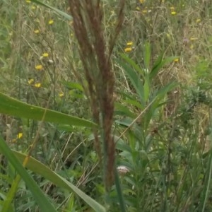 Photographie n°2226923 du taxon Phragmites australis (Cav.) Trin. ex Steud. [1840]