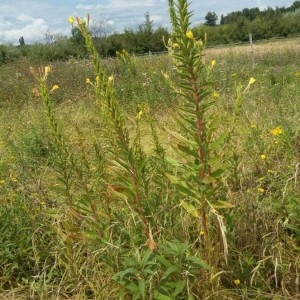 Photographie n°2226929 du taxon Oenothera biennis L. [1753]