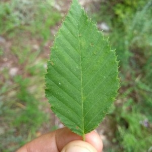 Photographie n°2226941 du taxon Carpinus betulus L. [1753]