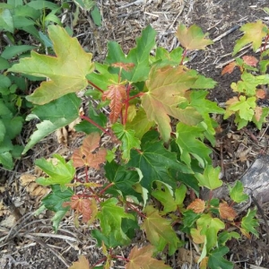 Photographie n°2226944 du taxon Acer pseudoplatanus L. [1753]