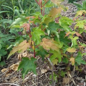 Photographie n°2226945 du taxon Acer pseudoplatanus L. [1753]