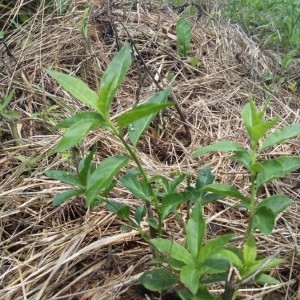 Photographie n°2226956 du taxon Euonymus europaeus L. [1753]