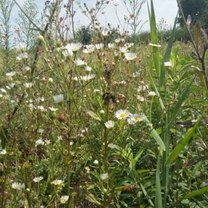 Photographie n°2226985 du taxon Erigeron annuus (L.) Desf. [1804]