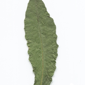 Photographie n°2226986 du taxon Picris hieracioides subsp. hieracioides 