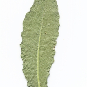 Photographie n°2226988 du taxon Picris hieracioides subsp. hieracioides 