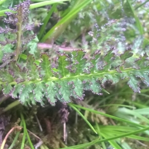 Photographie n°2226997 du taxon Pedicularis mixta Gren. [1853]